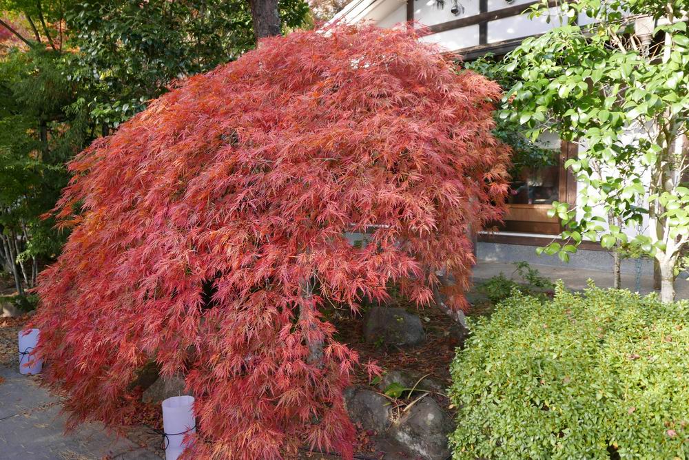 円通院の紅葉の写真モミジの赤がとても綺麗！