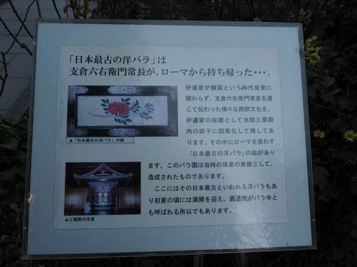 松島円通院バラ園の洋ナシの説明書きの写真画像