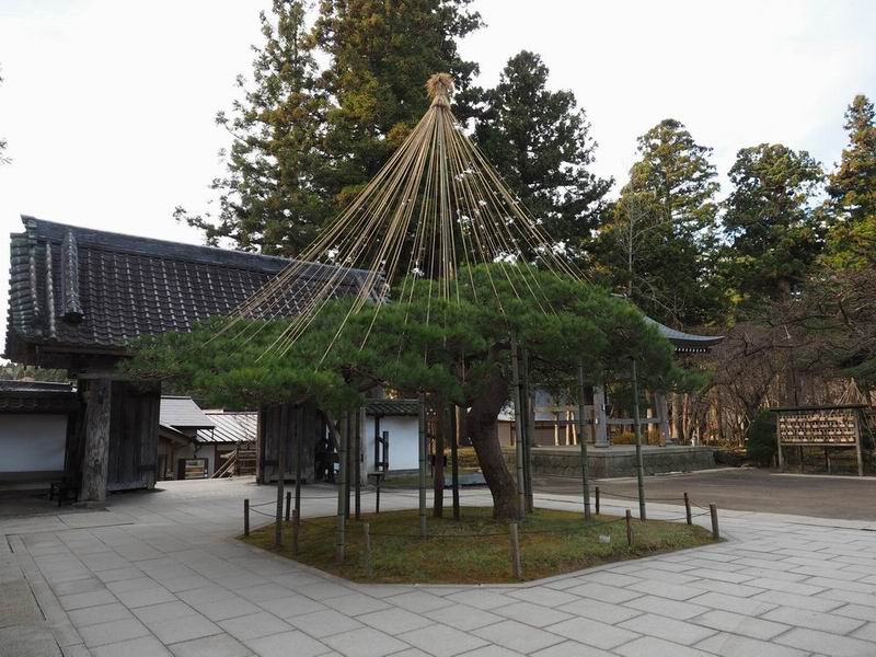 注烏孫時の見事な松