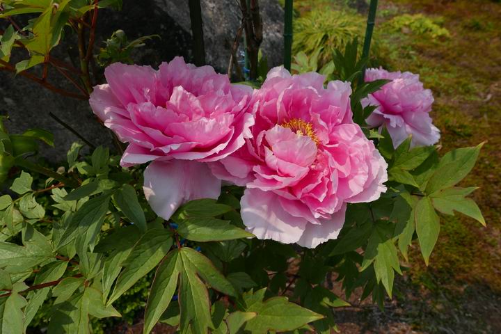 我が家のボタンの花