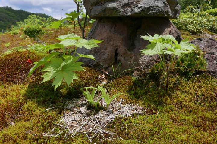 庭の灯篭わきの草花