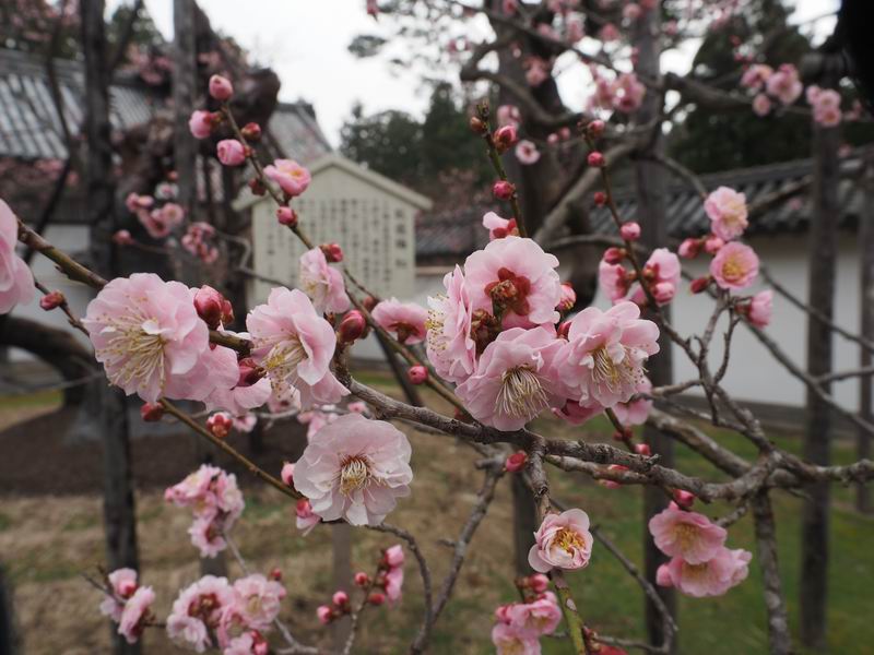 臥竜紅梅の梅の花の写真