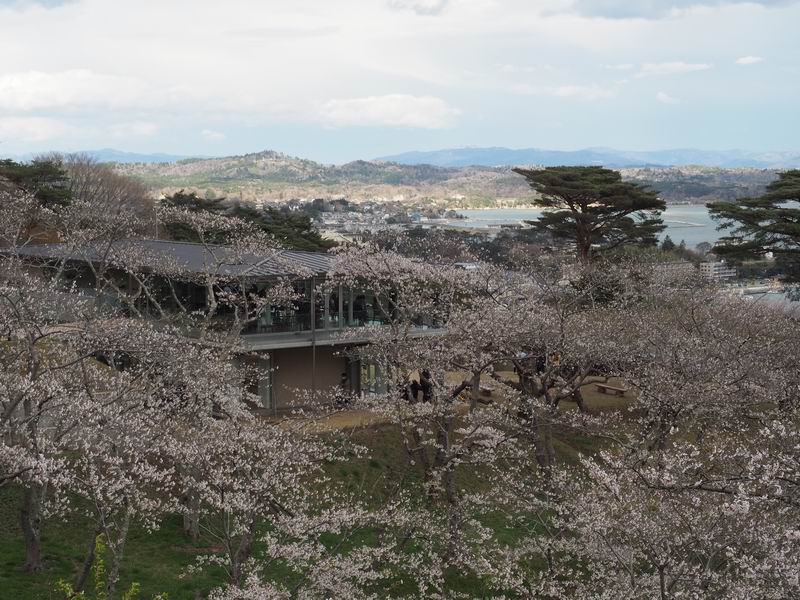西行戻しの松公園の桜の風景