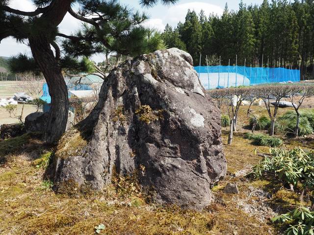我が家の庭の苔の風景写真