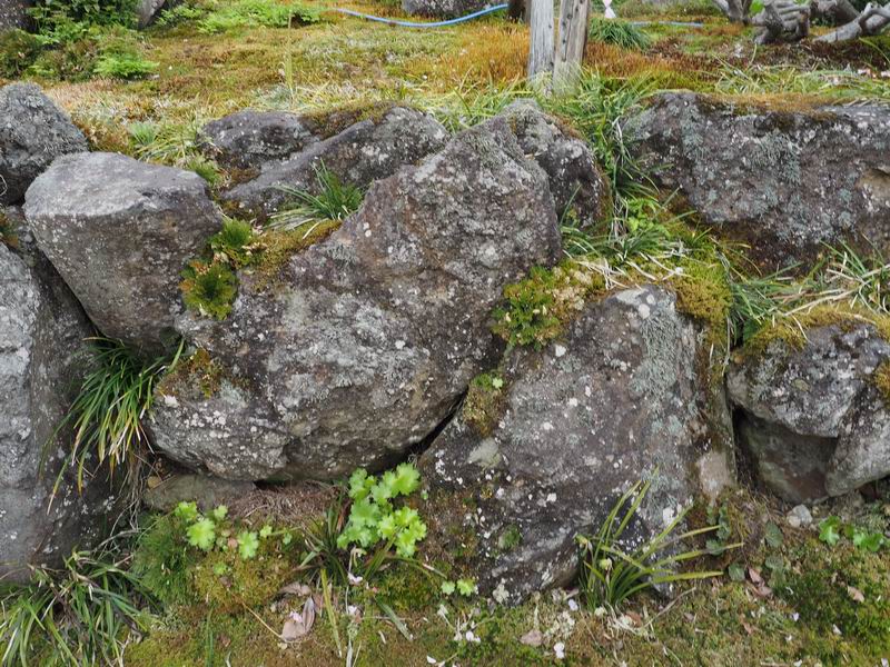 イワヒバと杉苔の風景写真