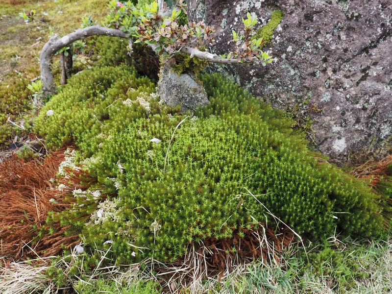 庭の杉苔の群生状況