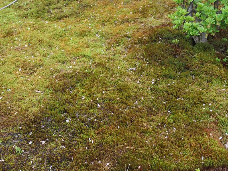 我が家の庭の杉苔の写真