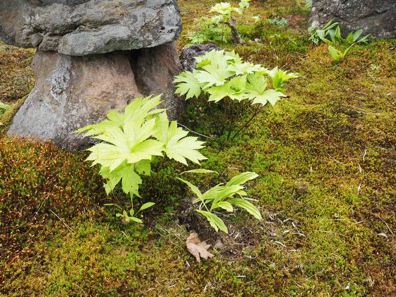 庭の難得手かわからない葉っぱの植物