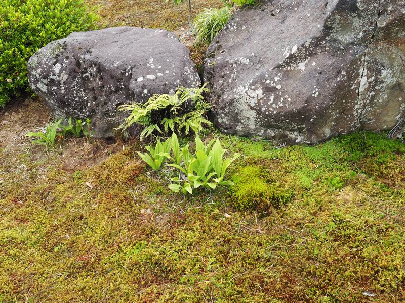 庭のイワヒバと杉苔の風景写真